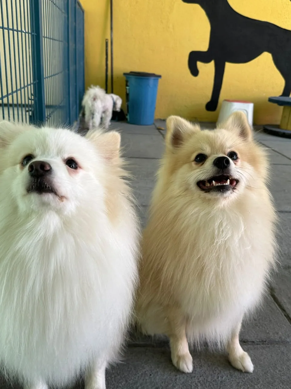 Dois Spitz lado a lado no espaço da 4 Patas