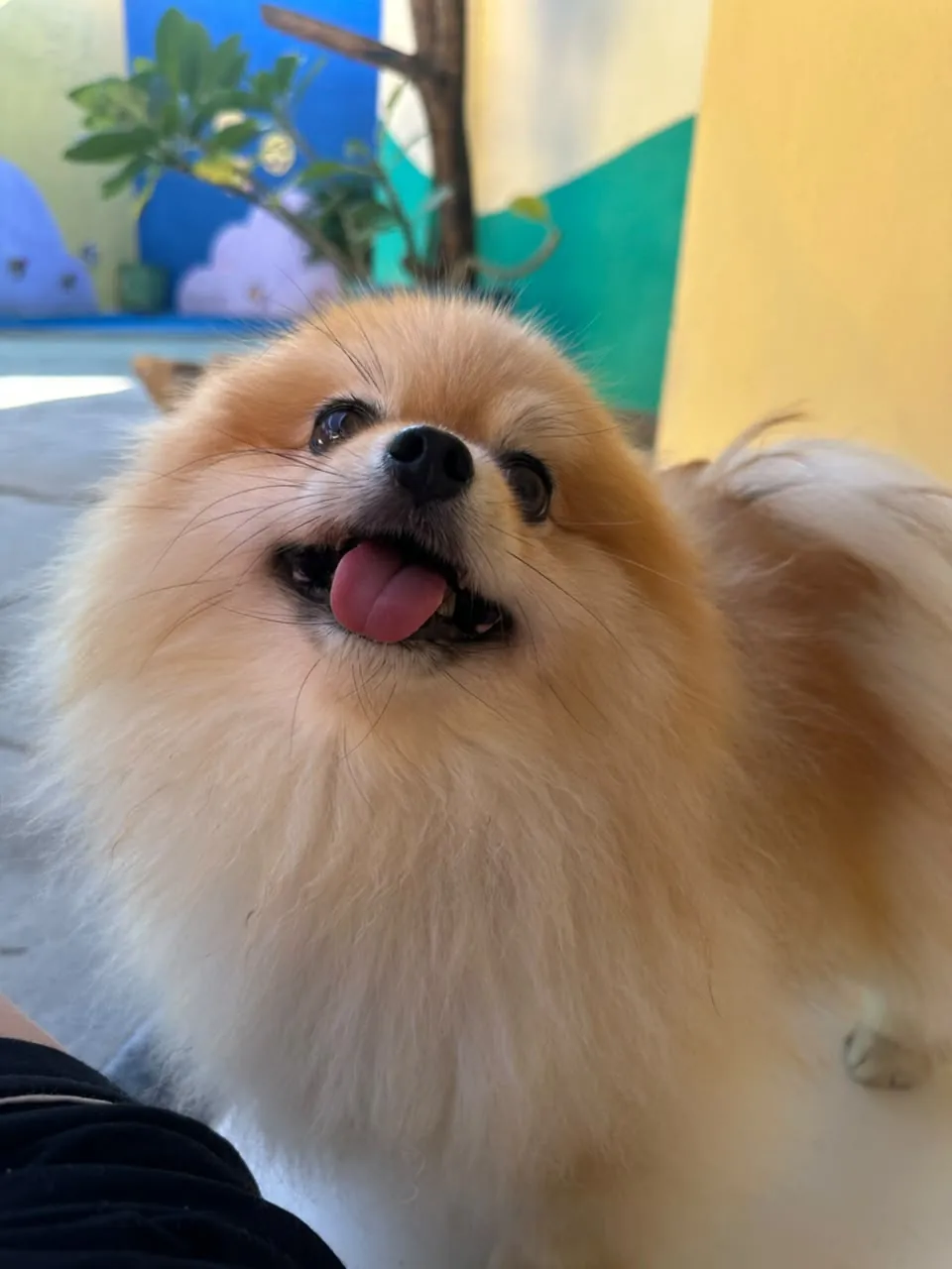 Spitz com expressão alegre em um registro da rotina