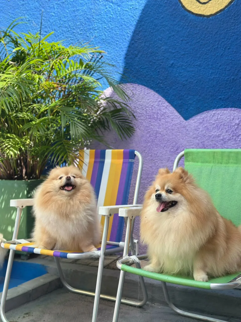 Dois Spitz nas cadeiras coloridas do pátio da 4 Patas