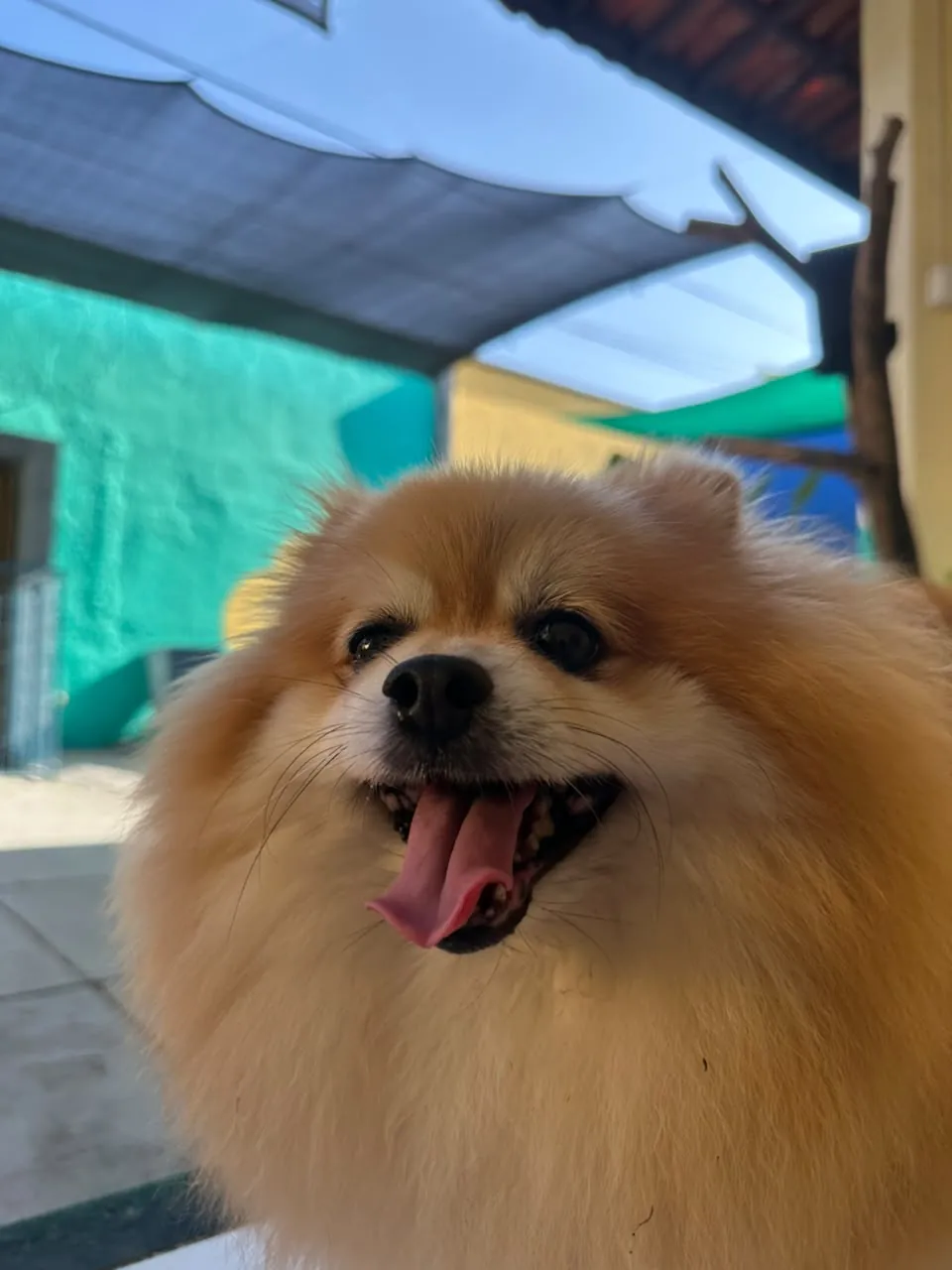 Spitz laranja no pátio coberto da 4 Patas