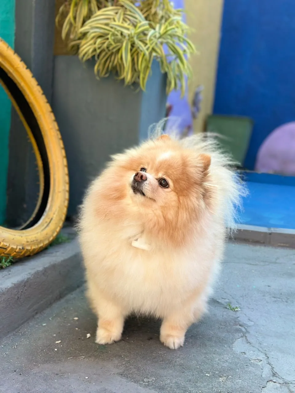 Spitz ao lado das plantas e de um pneu colorido no pátio