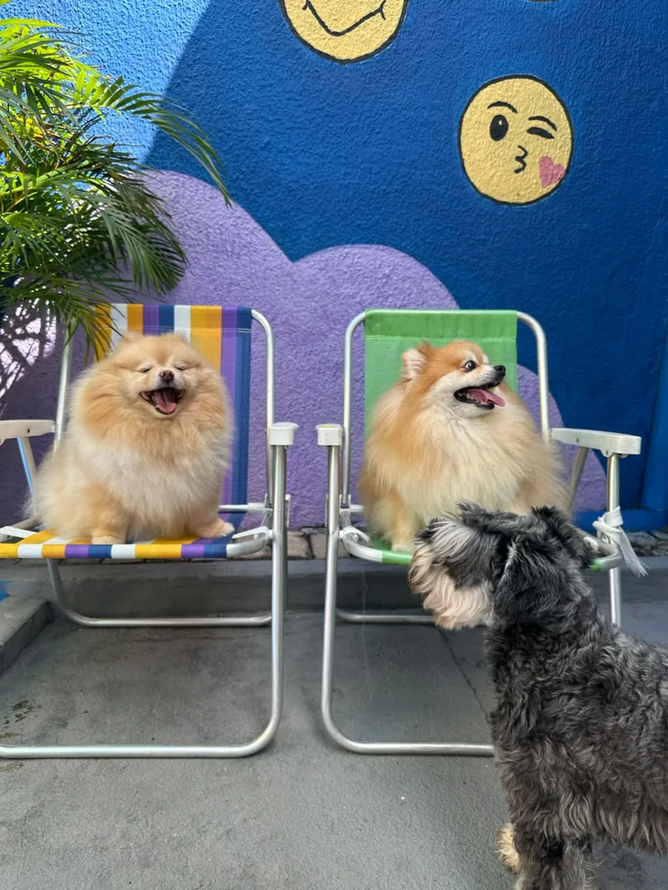 Cães pequenos nas cadeiras e no pátio colorido da 4 Patas
